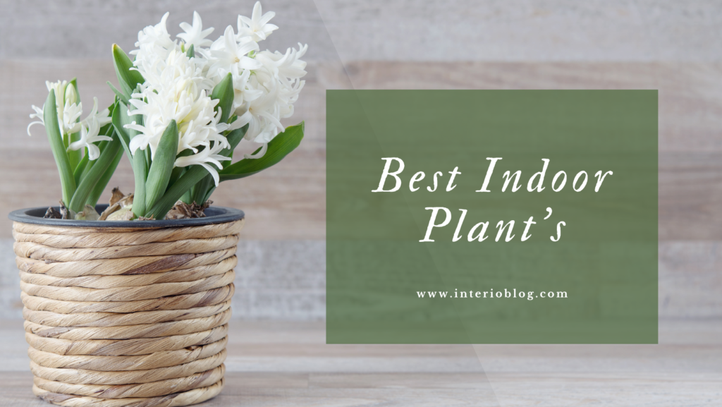 Best Indoor Plant Elevate Your Decor Game with Green Elegance