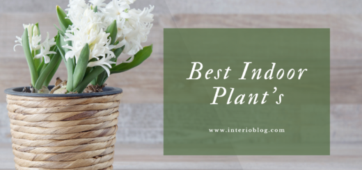 Best Indoor Plant Elevate Your Decor Game with Green Elegance