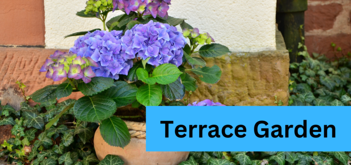 Elevate Your Green Space Unveiling the Beauty of Terrace Gardens